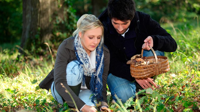 Hvad og hvor meget må du (ikke) samle i skoven?