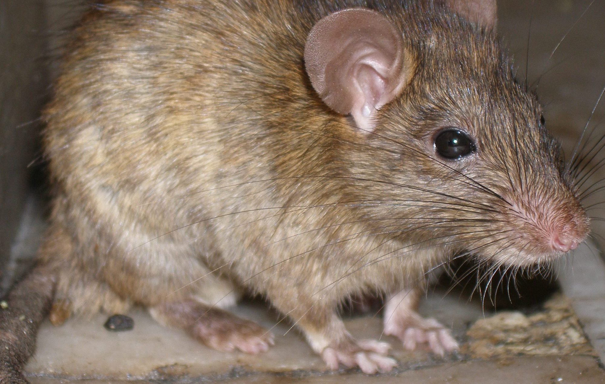 Rotter i etageejendomme – sådan undgår og bekæmper I dem