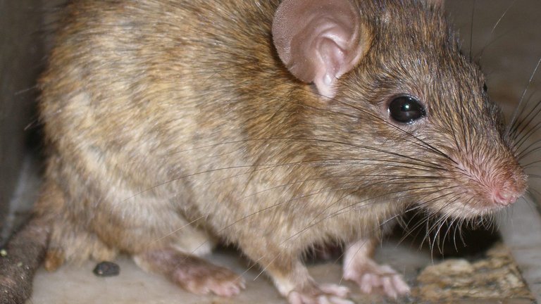 Rotter i etageejendomme – sådan undgår og bekæmper I dem