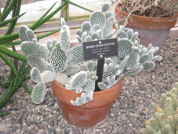 Kaktus af typen Opuntia microdasys i brun lerpotte