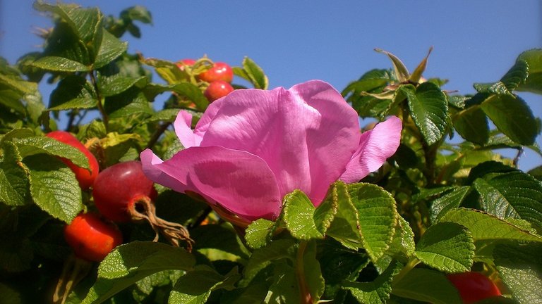 Miljøstyrelsen: Hjælp os med at nedkæmpe disse fire haveplanter