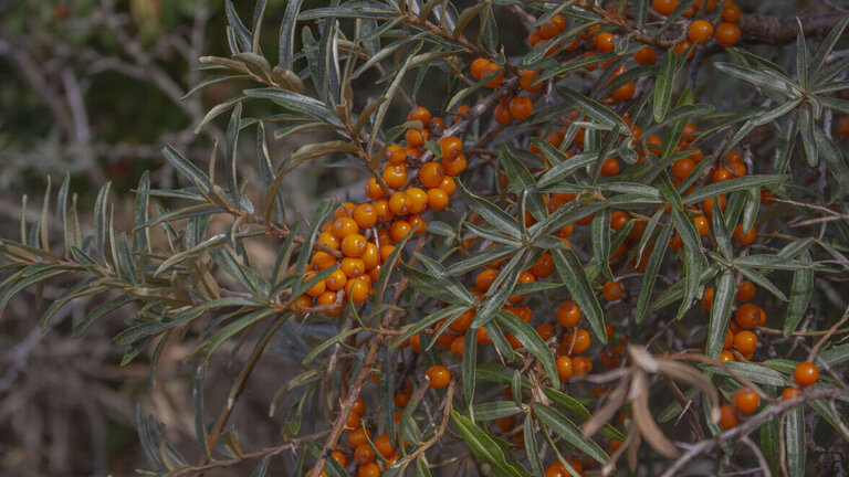 havtorn på havtornebusk