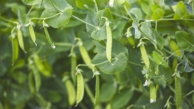 Ærterne modner hurtigt, så tjek dagligt og høst løbende. Foto: Rasmus Bjørnholdt Sørensen
