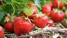 Plant jordbær i august og få flere jordbær