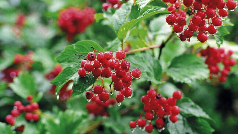 Ribsbusk med flotte, røde ribs