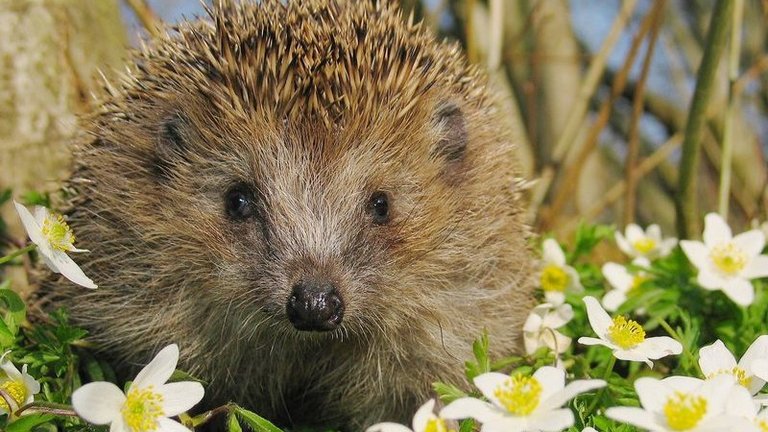 Pindsvinet: Godt at vide om pindsvin i haven