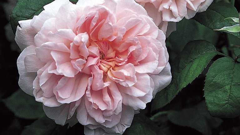 Giv din have farve og duft med engelske roser