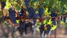 Sådan får du vindruer til at lykkes i en dansk have