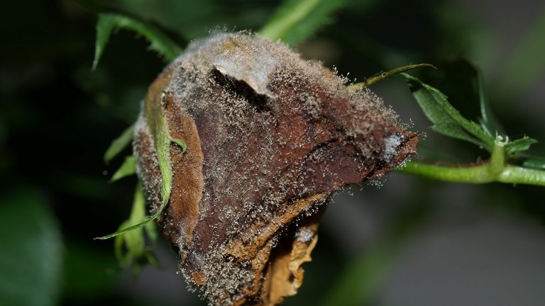 Plantesygdomme: Sådan forebygger og bekæmper du dem