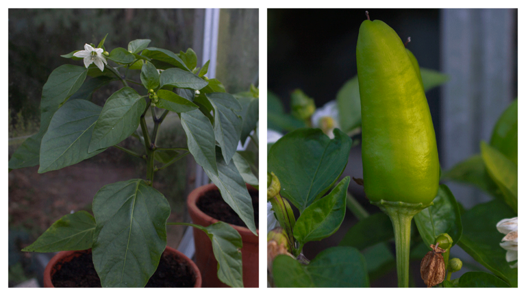 Peberfrugtplanter med blomst og peberfrugt