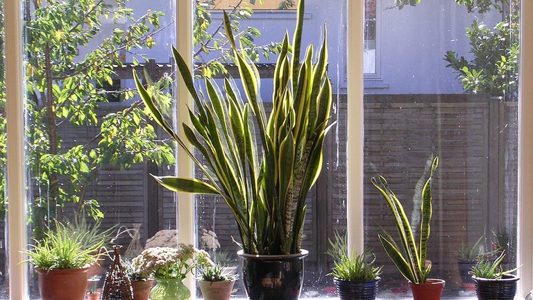 5 nemme planter til soveværelset