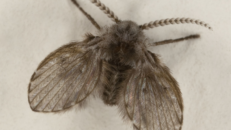 sommerfuglemyg (kloakflue)