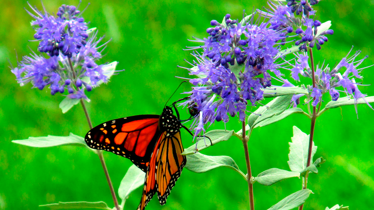 Hvordan får jeg mange sommerfugle i haven?