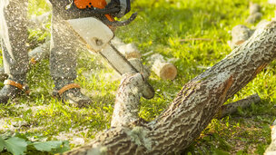 mand saver træ over med motorsav