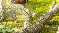 mand saver træ over med motorsav