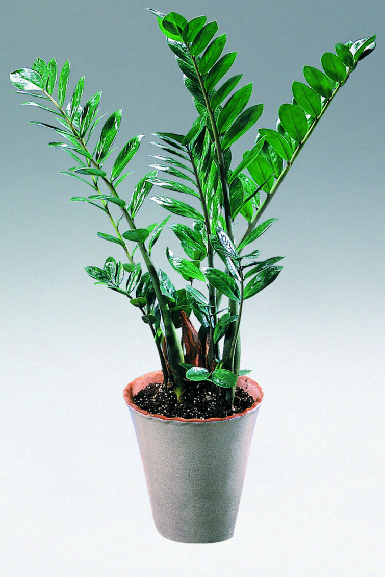 Zamioculcas zamiifolia er en god plante til badeværelset