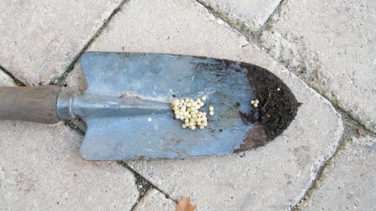 Æg fra dræbersnegl