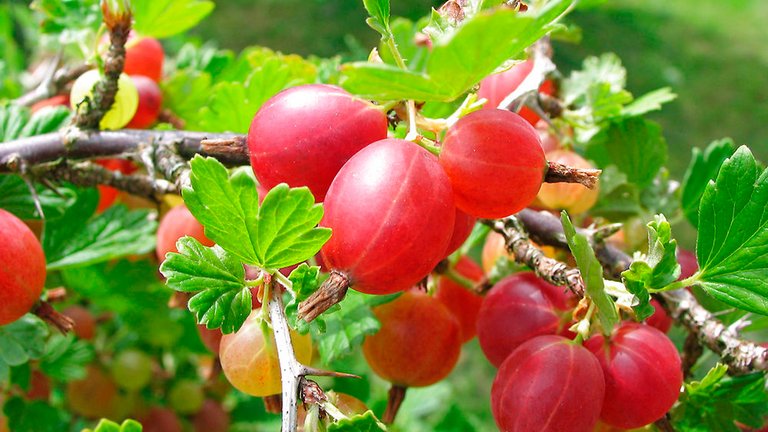 Røde og modne stikkelsbær