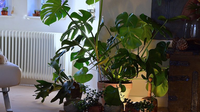 6 potteplanter, der ikke kræver meget lys