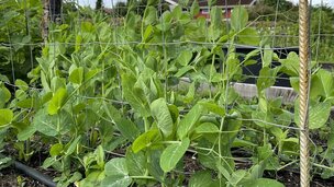 De små ærtespirer finder hurtigt selv op ad espaliet efterhånden som de vokser. Foto: Berit Rørbøl