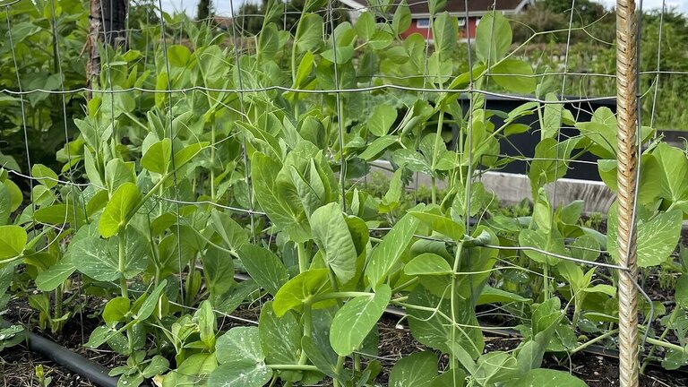 De små ærtespirer finder hurtigt selv op ad espaliet efterhånden som de vokser. Foto: Berit Rørbøl