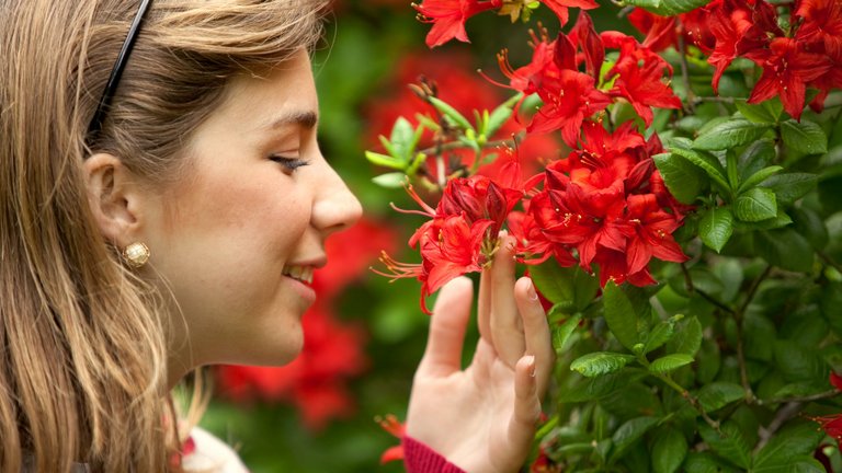 Duft af blomster i haven