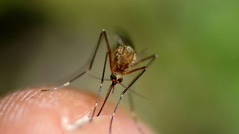 Myg suger blod fra en finger.