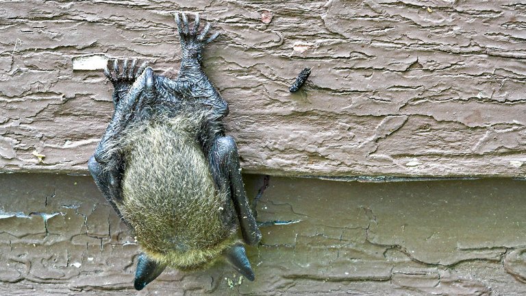 Flagermus i hus og have – godt eller skidt?