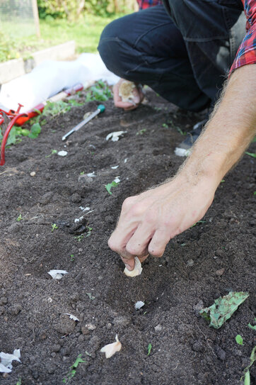 Hvidløg sættes i jorden