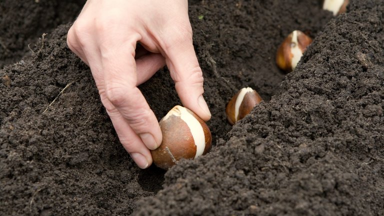 Blomsterløg i haven - køb, opbevaring og lægning