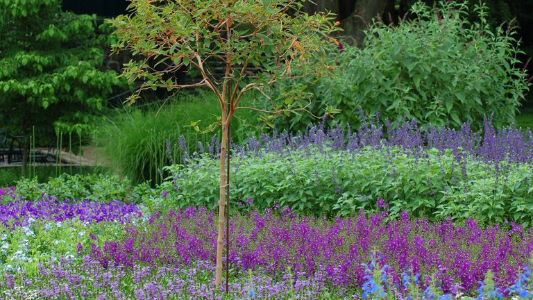 Blomster og træer indgår naturligt i indretning af haven