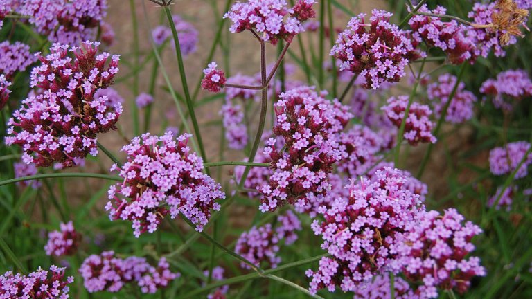 Dyrk dine egne sjældne sommerblomster