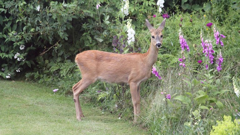 Et rådyr står ved beplantningen i en naturhave og ser mod fotografen
