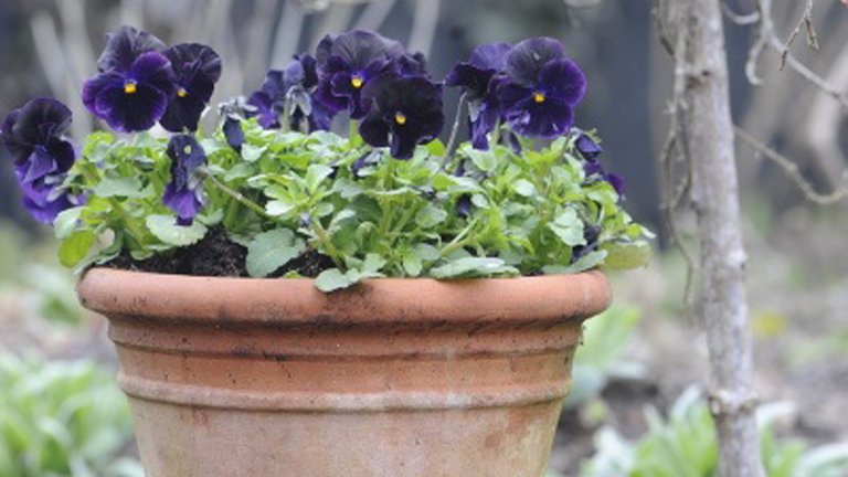 Fantastiske forårsblomster i krukker