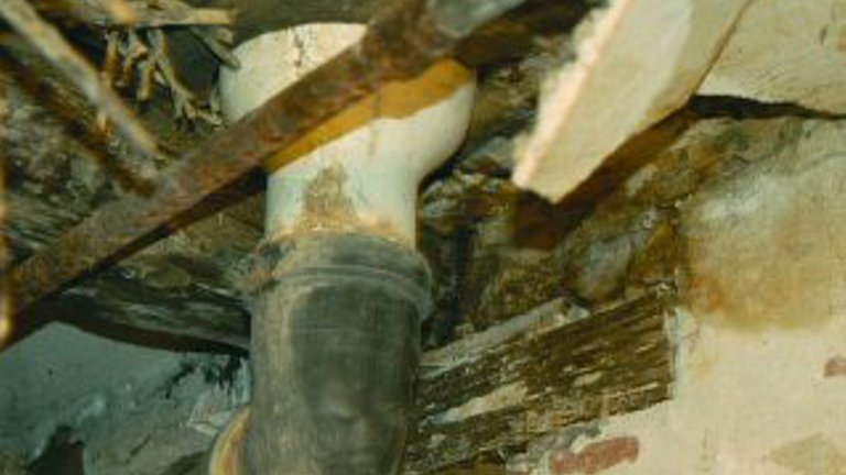 Trænedbrydende svampe der kan ødelægge dit hus