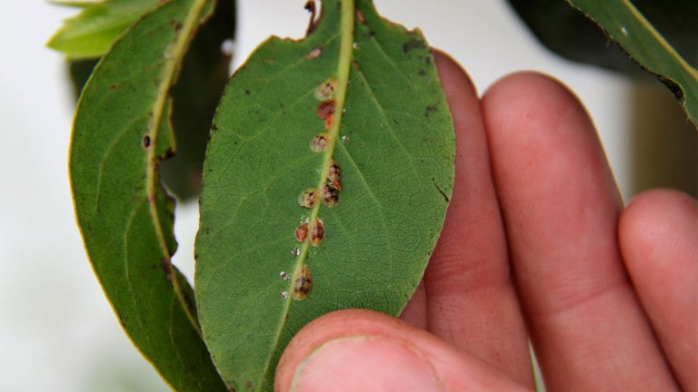 skjoldlus på blade på plante