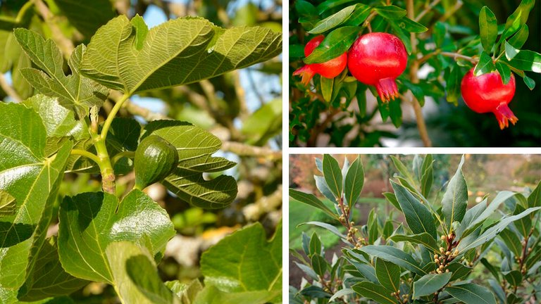 10 gode planter til din udestue