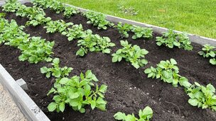 Ved at hyppe dine kartofler sørger du for at der ikke kommer lys til selve kartofler, der ellers kan blive grønne og uspiselige. Foto: Berit Rørbøl