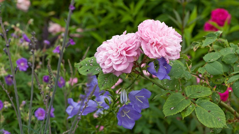 Sådan får du blomster i bedet hele sommeren