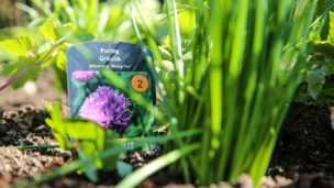 Så let får du dine egne krydderurter