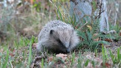 Dressér dine pindsvin til at spise dræbersnegle