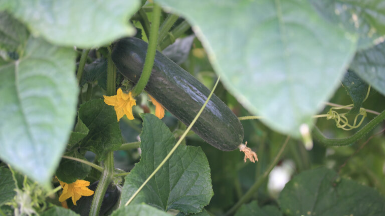 Agurker på agurkeplante