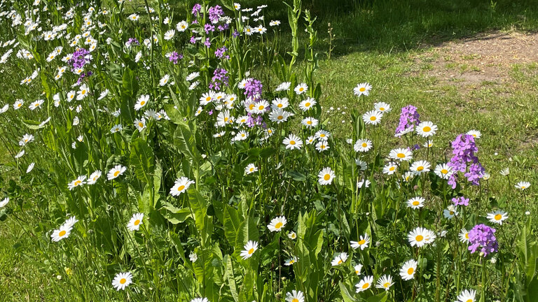 vildt hjørne af haven med blomster