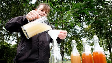 Nedfaldsæbler: Hvad gør du med dem?