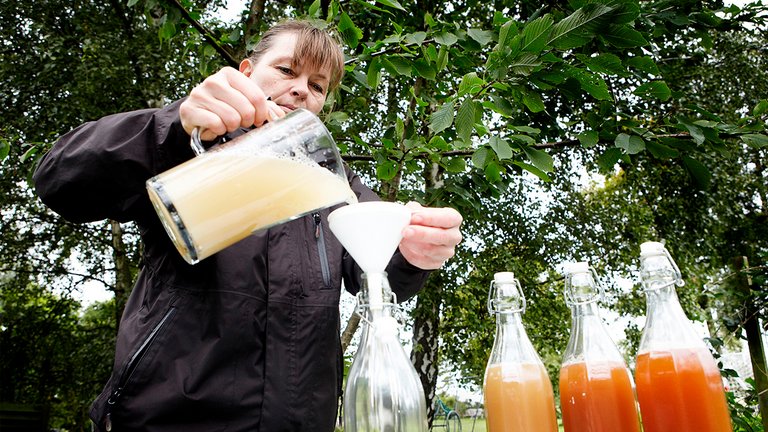 Nedfaldsæbler: Hvad gør du med dem?