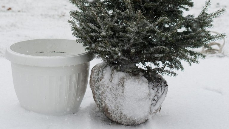 Grantræet fra haven kan genbruges som juletræ år efter år