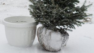 Grantræet fra haven kan genbruges som juletræ år efter år