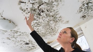 Hvad er skimmelsvamp?