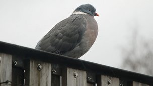 6 gode råd mod duer på altanen