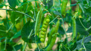 Ærtesæsonen begynder med lidt praktiske opgaver, før du kan høste i løbet af sommeren. Foto: Colorbox